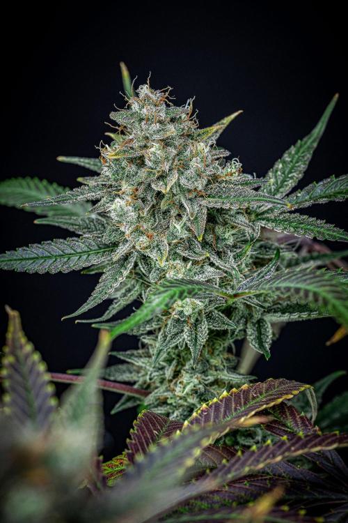 Chemical Candy Green House Seeds. Week 12 - Day 83