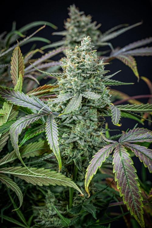 Chemical Candy Green House Seeds. Week 12 - Day 83