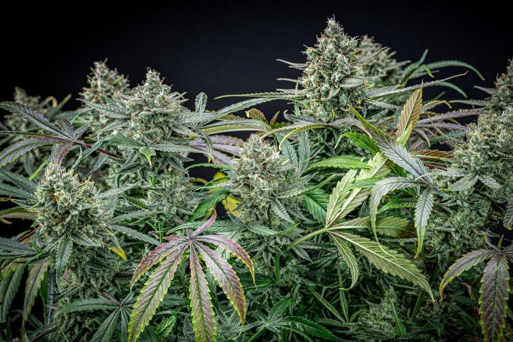 Chemical Candy Green House Seeds. Week 12 - Day 83