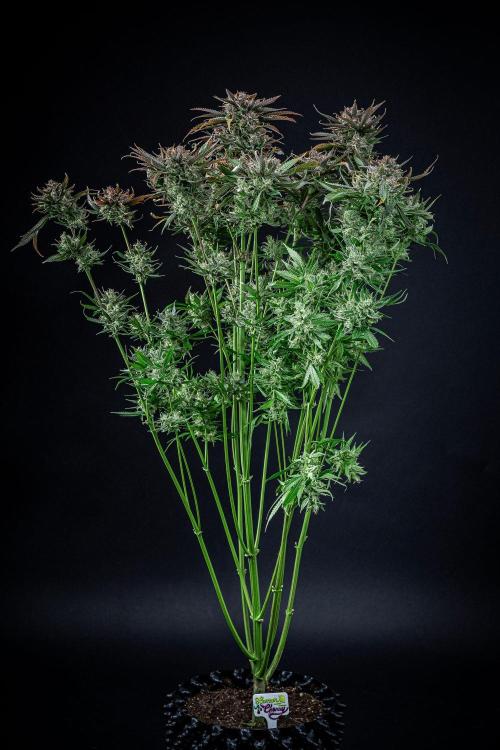 Lemon Cherry Cookies Auto Fast Buds. Week 13 - Day 92