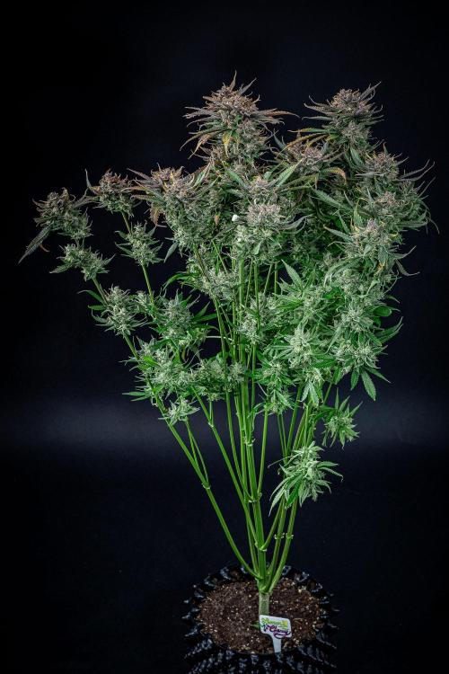 Lemon Cherry Cookies Auto Fast Buds. Week 13 - Day 92