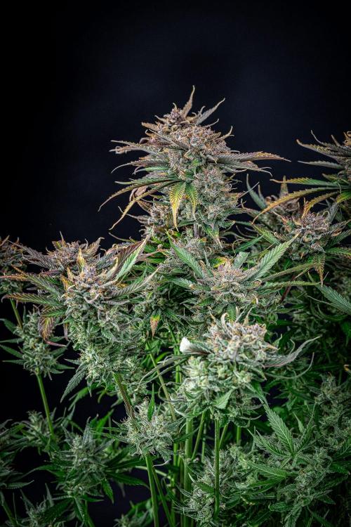 Lemon Cherry Cookies Auto Fast Buds. Week 13 - Day 92