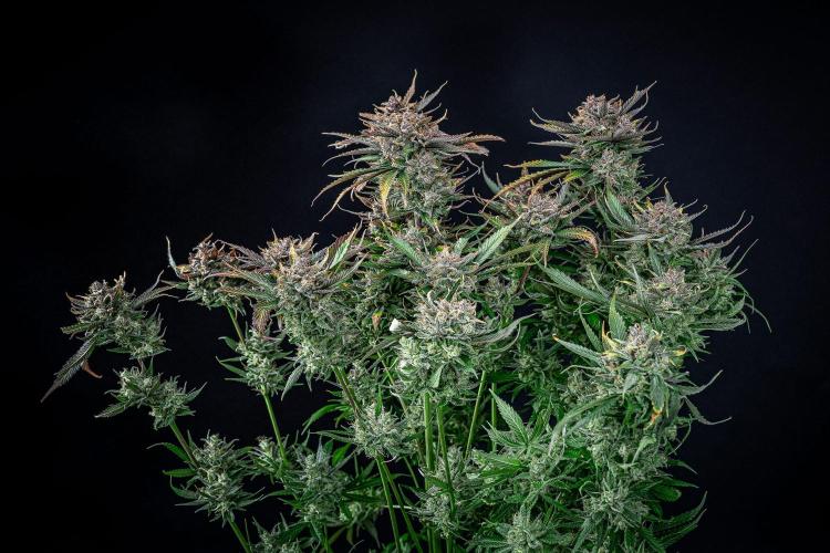 Lemon Cherry Cookies Auto Fast Buds. Week 13 - Day 92