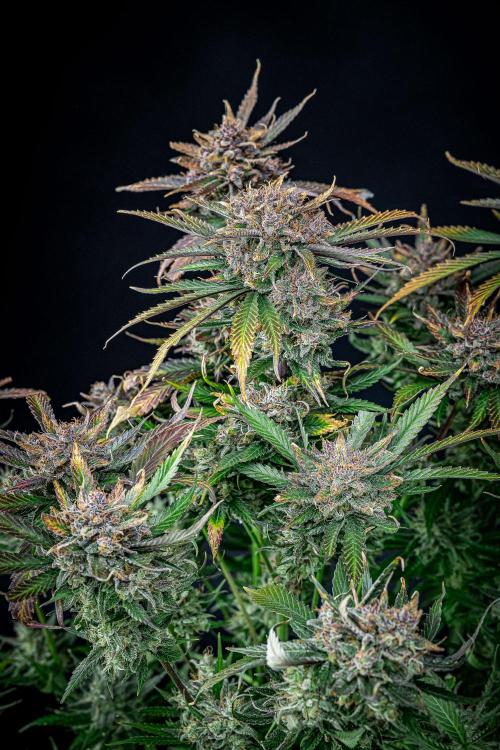 Lemon Cherry Cookies Auto Fast Buds. Week 13 - Day 92