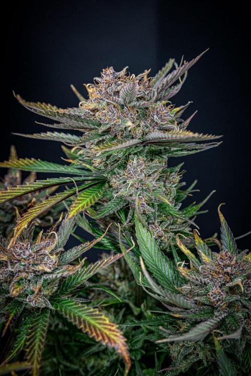 Lemon Cherry Cookies Auto Fast Buds. Week 13 - Day 92