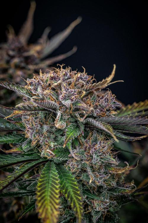 Lemon Cherry Cookies Auto Fast Buds. Week 13 - Day 92