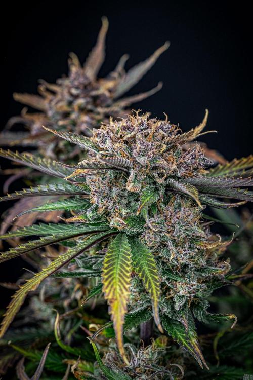 Lemon Cherry Cookies Auto Fast Buds. Week 13 - Day 92