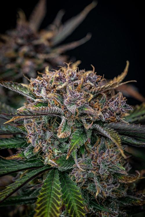 Lemon Cherry Cookies Auto Fast Buds. Week 13 - Day 92