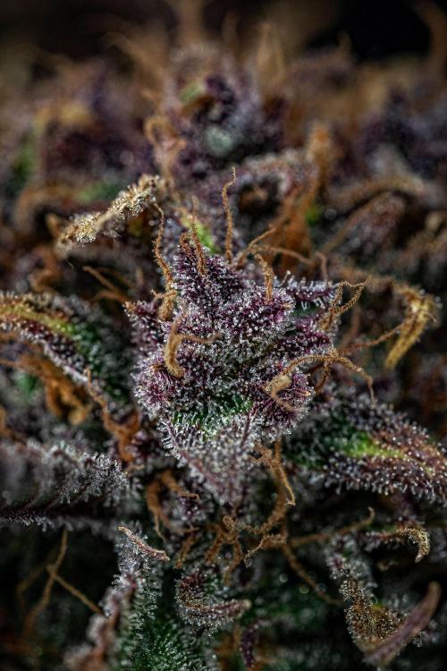 Lemon Cherry Cookies Auto Fast Buds. Week 13 - Day 92