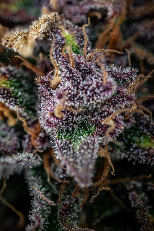 Lemon Cherry Cookies Auto Fast Buds. Week 13 - Day 92