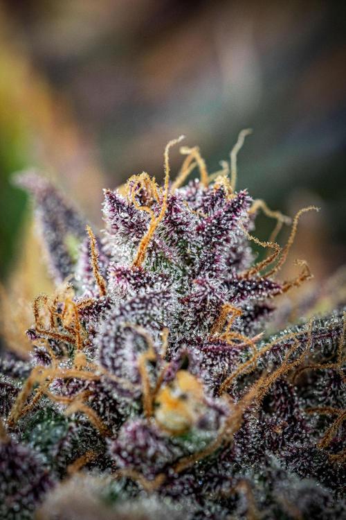 Lemon Cherry Cookies Auto Fast Buds. Week 13 - Day 92