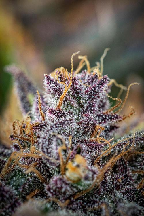 Lemon Cherry Cookies Auto Fast Buds. Week 13 - Day 92