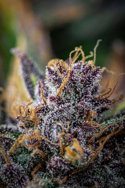 Lemon Cherry Cookies Auto Fast Buds. Week 13 - Day 92