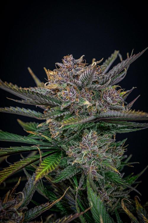 Lemon Cherry Cookies Auto Fast Buds. Week 13 - Day 92