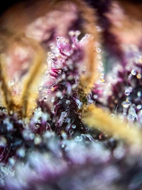 Lemon Cherry Cookies Auto Fast Buds. Week 13 - Day 92