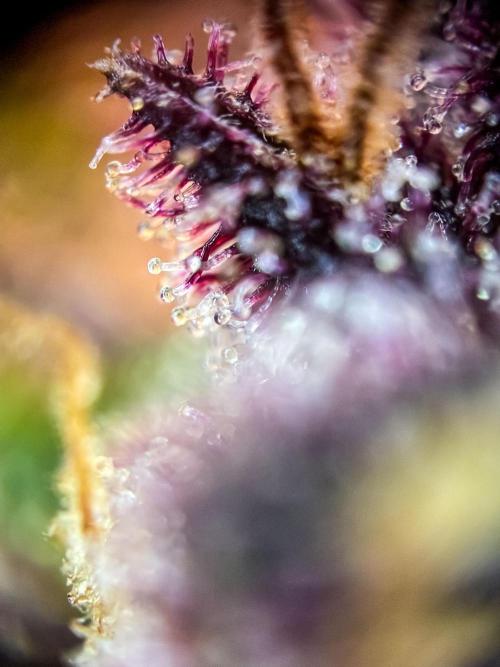 Lemon Cherry Cookies Auto Fast Buds. Week 13 - Day 92