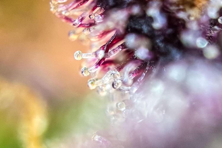 Lemon Cherry Cookies Auto Fast Buds. Week 13 - Day 92