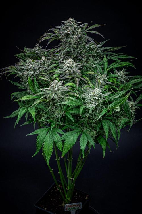 Strawberry Zkittlez Auto Ganja Farmer. Week 11 - Day 75