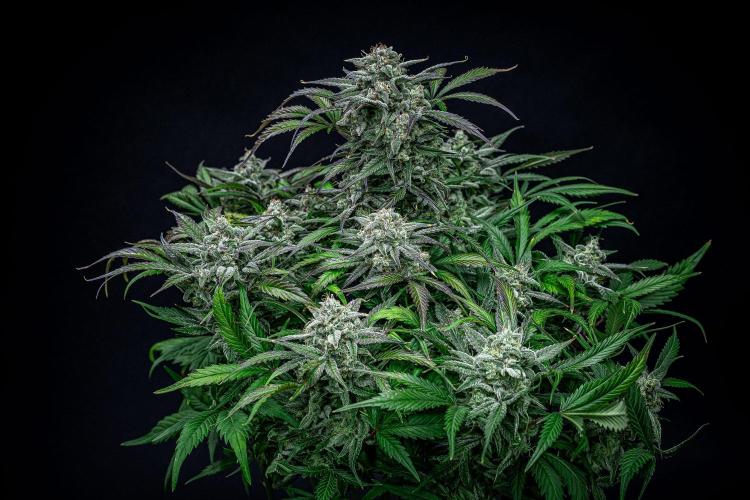 Strawberry Zkittlez Auto Ganja Farmer. Week 11 - Day 75