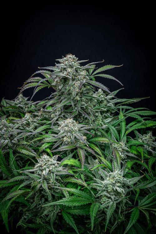 Strawberry Zkittlez Auto Ganja Farmer. Week 11 - Day 75