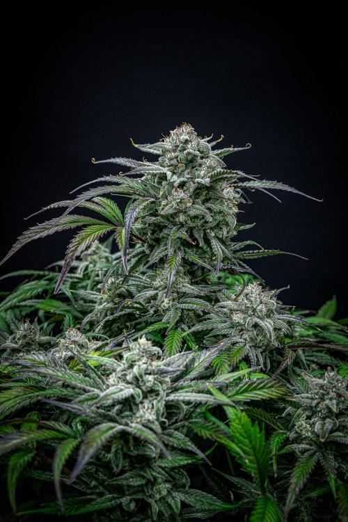 Strawberry Zkittlez Auto Ganja Farmer. Week 11 - Day 75