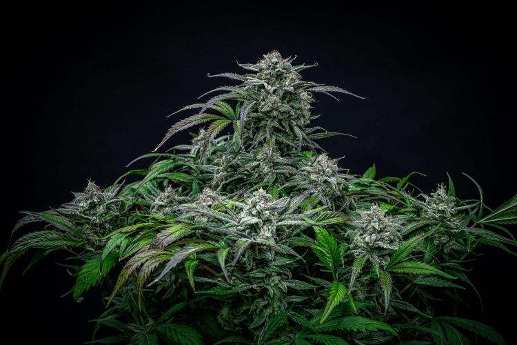 Strawberry Zkittlez Auto Ganja Farmer. Week 11 - Day 75