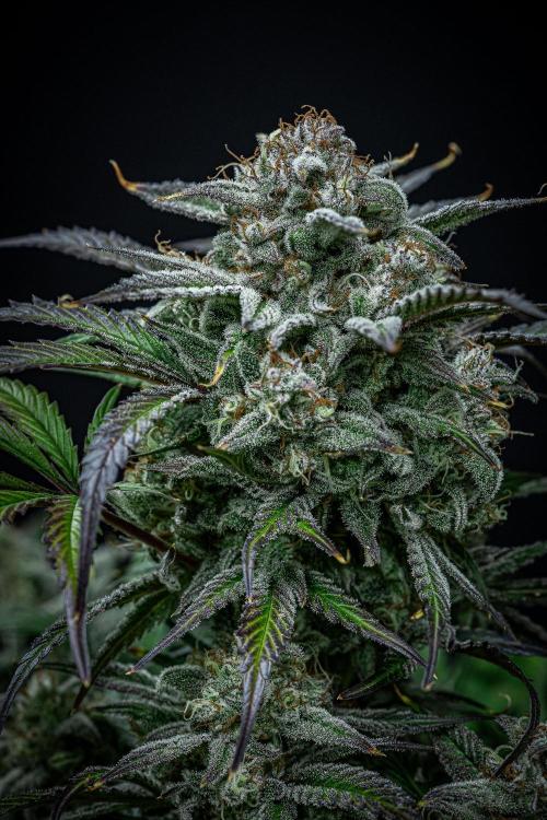 Strawberry Zkittlez Auto Ganja Farmer. Week 11 - Day 75