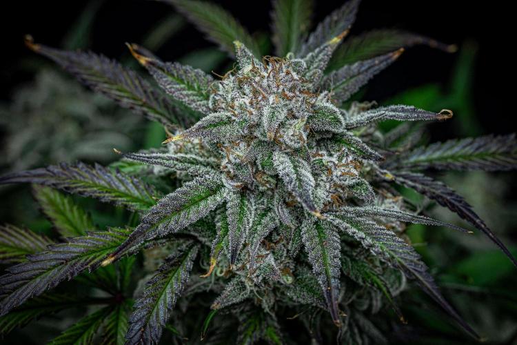 Strawberry Zkittlez Auto Ganja Farmer. Week 11 - Day 75