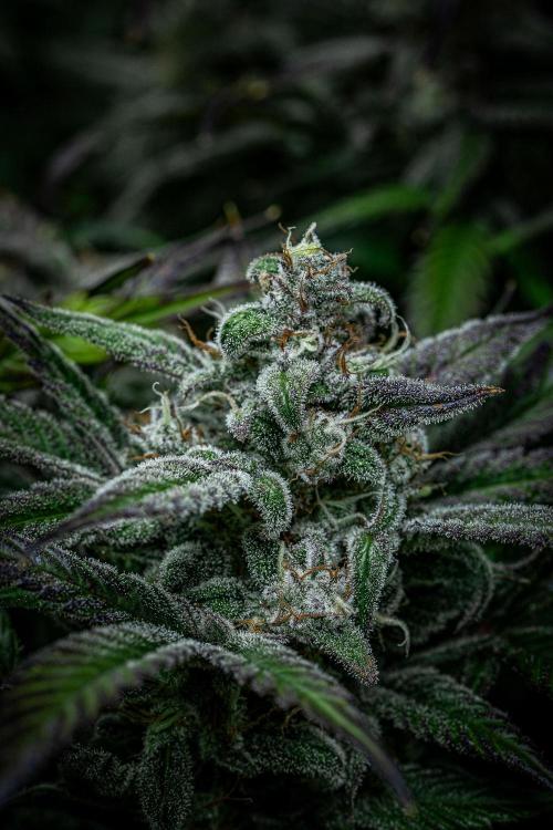 Strawberry Zkittlez Auto Ganja Farmer. Week 11 - Day 75