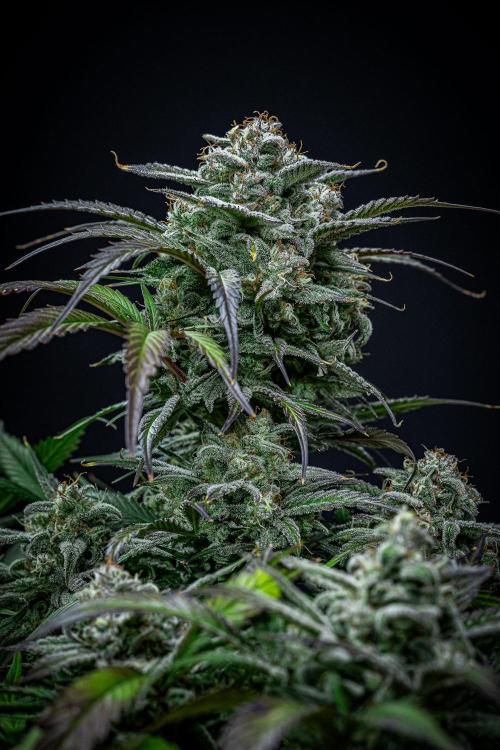 Strawberry Zkittlez Auto Ganja Farmer. Week 11 - Day 75