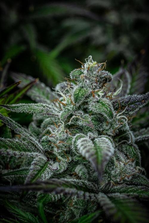 Strawberry Zkittlez Auto Ganja Farmer. Week 11 - Day 75