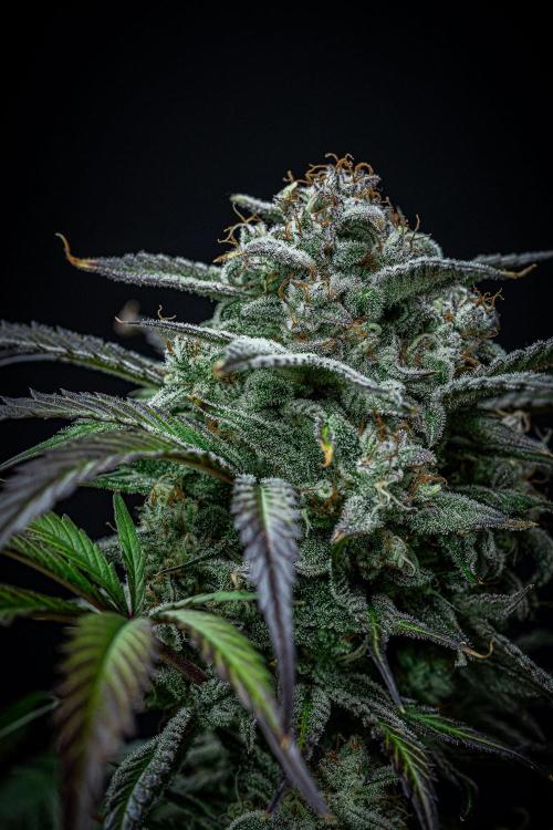 Strawberry Zkittlez Auto Ganja Farmer. Week 11 - Day 75