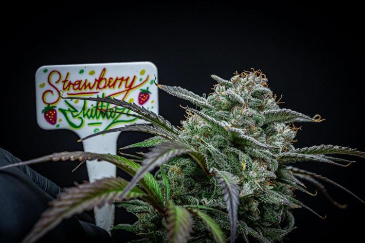 Strawberry Zkittlez Auto Ganja Farmer. Week 11 - Day 75