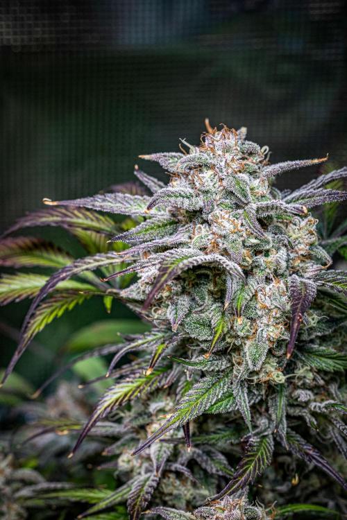 Strawberry Zkittlez Auto Ganja Farmer. Week 11 - Day 75