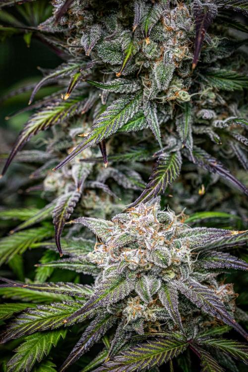 Strawberry Zkittlez Auto Ganja Farmer. Week 11 - Day 75