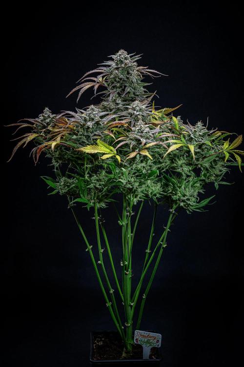 Strawberry Zkittlez Auto Ganja Farmer. Week 12 - Day 82