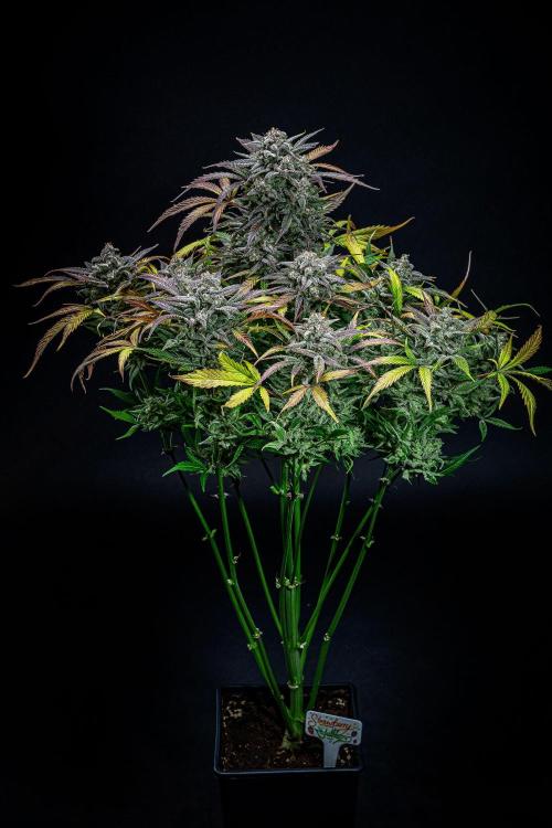 Strawberry Zkittlez Auto Ganja Farmer. Week 12 - Day 82