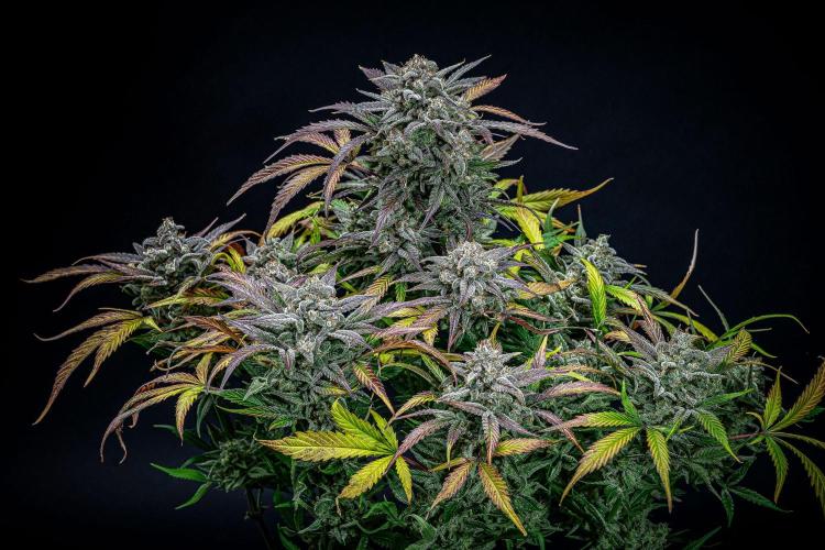 Strawberry Zkittlez Auto Ganja Farmer. Week 12 - Day 82