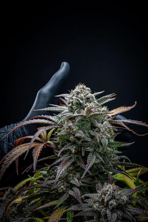 Strawberry Zkittlez Auto Ganja Farmer. Week 12 - Day 82