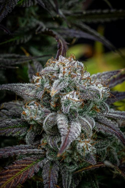 Strawberry Zkittlez Auto Ganja Farmer. Week 12 - Day 82