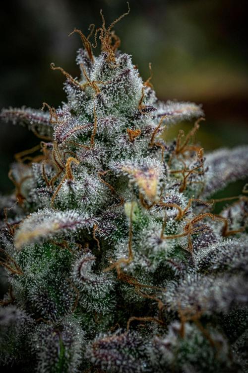 Strawberry Zkittlez Auto Ganja Farmer. Week 12 - Day 82