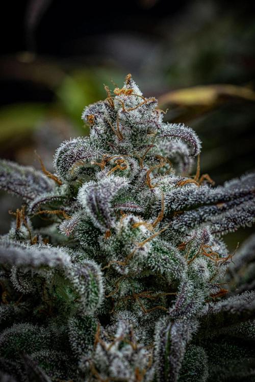 Strawberry Zkittlez Auto Ganja Farmer. Week 12 - Day 82