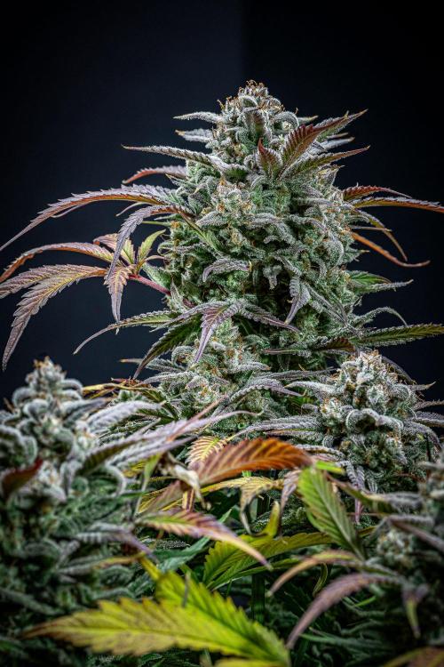 Strawberry Zkittlez Auto Ganja Farmer. Week 12 - Day 82