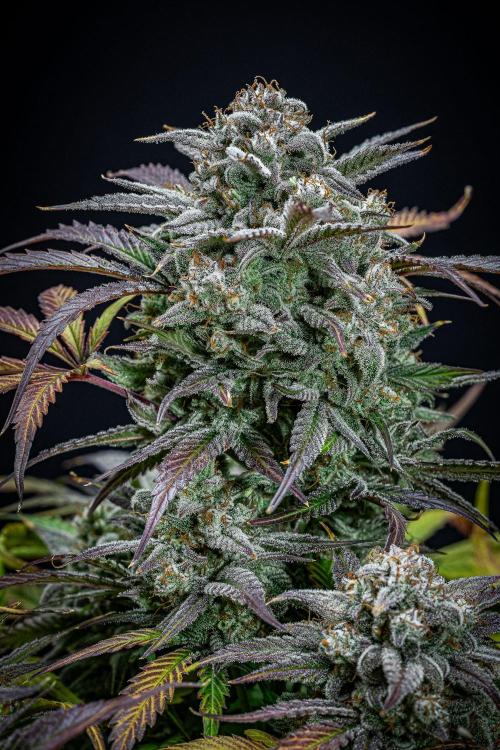 Strawberry Zkittlez Auto Ganja Farmer. Week 12 - Day 82