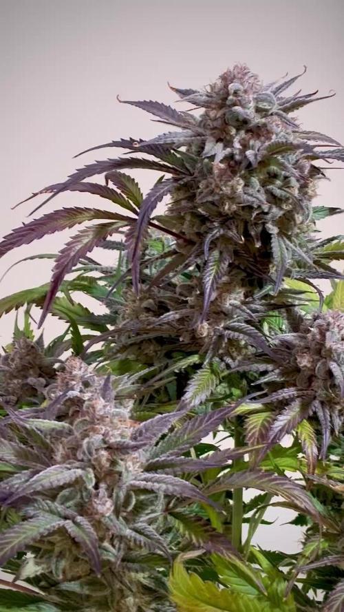 Strawberry Zkittlez Auto Ganja Farmer