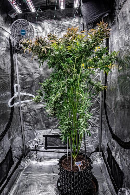 Auto Gelato Pyramid Seeds. Week 14 - Day 96