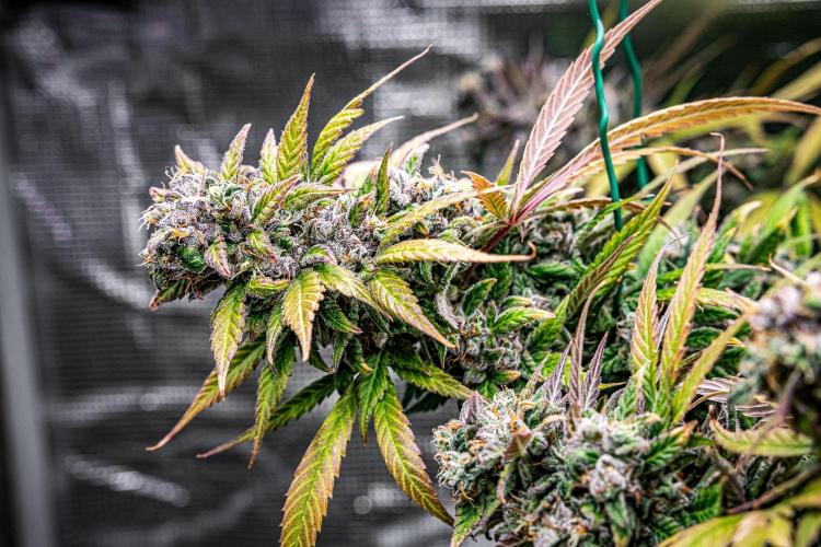 Auto Gelato Pyramid Seeds. Week 14 - Day 96