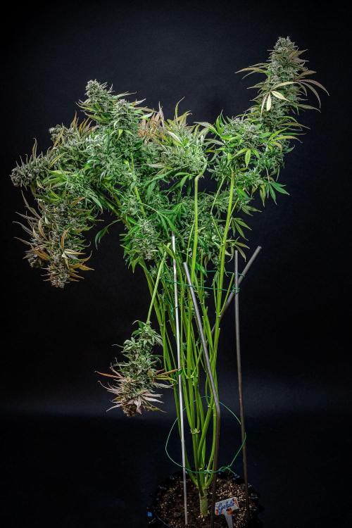 Auto Gelato Pyramid Seeds. Week 14 - Day 96