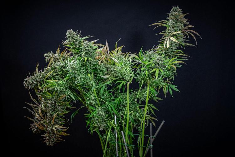 Auto Gelato Pyramid Seeds. Week 14 - Day 96