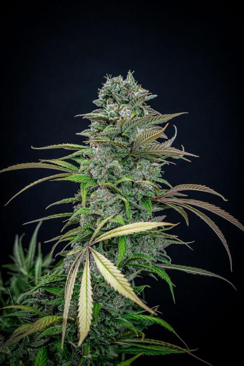 Auto Gelato Pyramid Seeds. Week 14 - Day 96